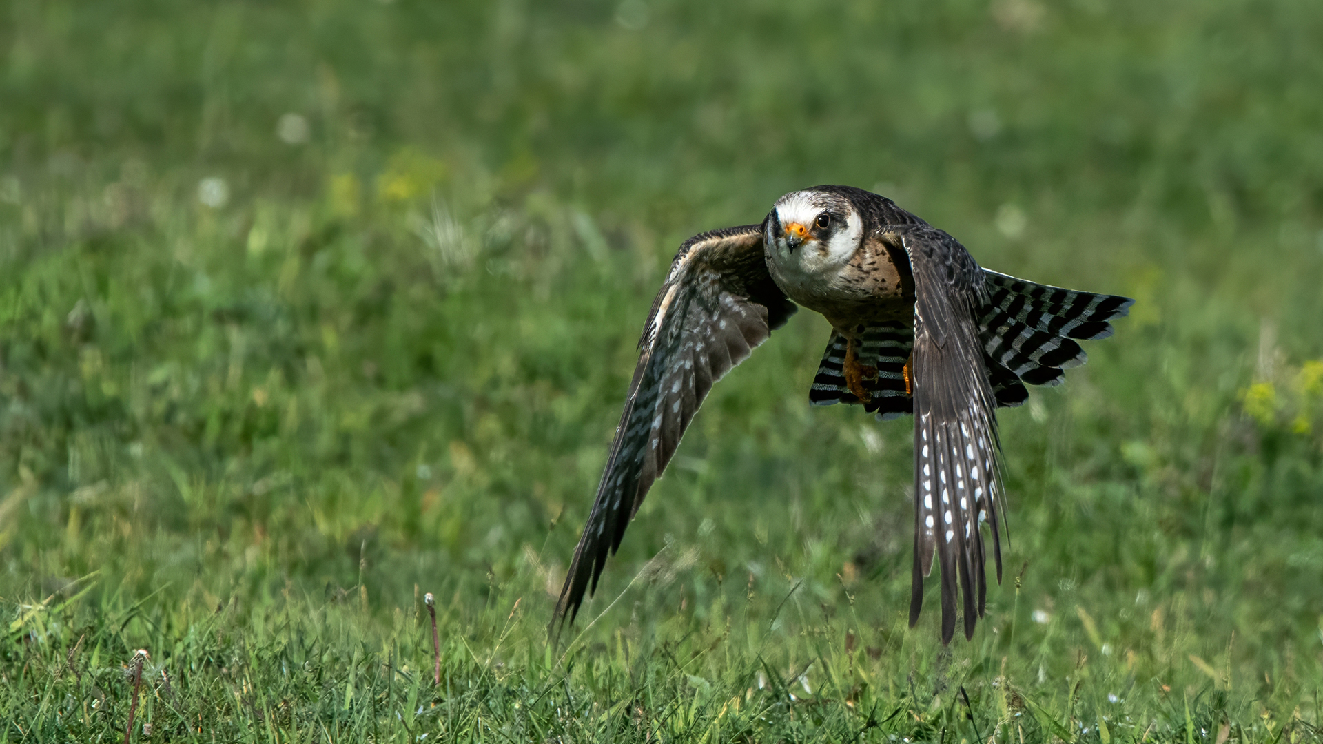Red-footed Falcon